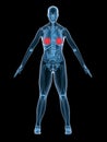 X-ray anatomy mammary gland Royalty Free Stock Photo