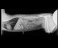 CAT BOWEL OBSTRUCTION X-RAY Royalty Free Stock Photo