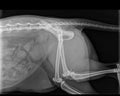 CAT HIP DISLOCATION X-RAY Royalty Free Stock Photo