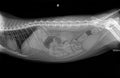 X-ray of a cat diagnosed with poisoning and kidney failure