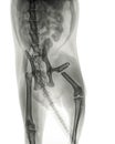 X-ray of a cat with a femur fracture