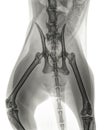 X-ray of a cat with a fracture of the pelvis