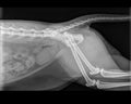 CAT FEMUR DISLOCATION X-RAY