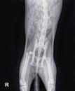 X-ray of a cat with a hip luxation