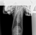 X-ray of a cat`s internal organs - chest, stomach, kidneys. Back side shot. Veterinary clinic services. Royalty Free Stock Photo