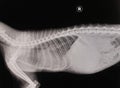 X-ray cat Royalty Free Stock Photo