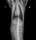 X-ray of chest and abdomen of cat on black background top view. Tomography of cat& x27;s lungs. Radiological chest scan of