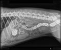 DOG DIGESTIVE OBSTRUCTION X-RAY Royalty Free Stock Photo