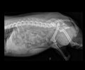 DOG FEMUR DISLOCATION X-RAY