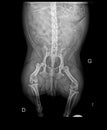 DOG FEMUR DISLOCATION X-RAY