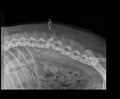 DOG LUMBAR VERTEBRA FRACTURE DISLOCATION X-RAY