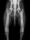 DOG HIP X-RAY , PANOSTEITIS