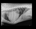 DOG PERICARDIAL EFFUSION X-RAY