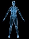 X-ray female anatomy