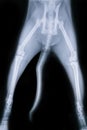 X ray flim `s Dislocation head femur thigh bone of dog