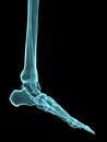 X-ray foot Royalty Free Stock Photo