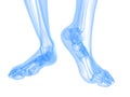 X-ray foot illustration