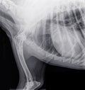 X-ray of the front part of a dog with bone cancer osteosarcoma Royalty Free Stock Photo