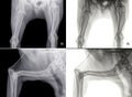 X-ray of the head of the humerus of a dog with bone cancer (osteosarcoma)