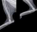 X ray of the  hind leg of a cat with a fracture of the calf bone fibula Royalty Free Stock Photo