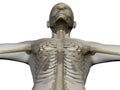 X ray of human body and skeleton