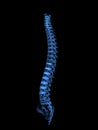 X-ray human spine