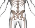 X-ray of human torso region on white male body Royalty Free Stock Photo