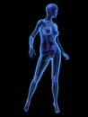 X-ray illustration of female human body and skelet Royalty Free Stock Photo
