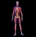 X-ray illustration of human male skeleton