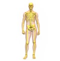 X-ray illustration of male human body skeleton