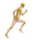 X-ray illustration of male human body skeleton Royalty Free Stock Photo