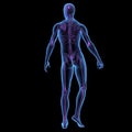 X-ray illustration male human standing Royalty Free Stock Photo