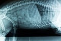 X-ray image of the abdominal cavity. Pins in the stomach of the dog..Foreign body in the picture of the animal. Dog do X-rays on