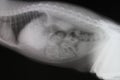 X-ray image of abdominal cavity and thoracic cavity cat