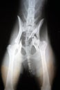 X-ray image of broken hip in a dog.