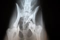 X-ray image of broken hip in a dog.