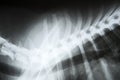 X-ray image of a dog Royalty Free Stock Photo