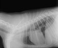 X-ray image of a dog Royalty Free Stock Photo
