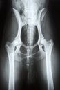 X-ray image of a dog Royalty Free Stock Photo