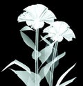 X-ray image of a flower on black , the coxcomb