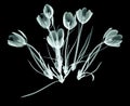 X-ray image of a flower on black , the crocus Royalty Free Stock Photo
