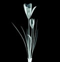 X-ray image of a flower on black , the crocus Royalty Free Stock Photo