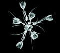 X-ray image of a flower on black , the crocus