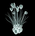 X-ray image of a flower on black , the crocus Royalty Free Stock Photo