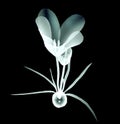 X-ray image of a flower on black , the crocus Royalty Free Stock Photo