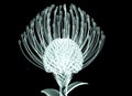 X-ray image of a flower on black , the Nodding Pincushi