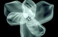 X-ray image of a flower isolated on black , the Amaryllis