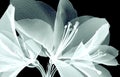X-ray image of a flower isolated on black , the Amaryllis