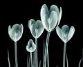 X-ray image of a flower isolated on black , the crocus Royalty Free Stock Photo