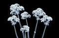 X-ray image of a flower isolated on black , the hortentia Royalty Free Stock Photo